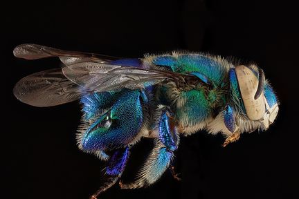 Orchid bee